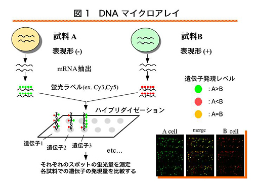 DNAマイクロアレイ