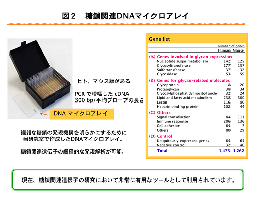 糖鎖関連DNAマイクロアレイ