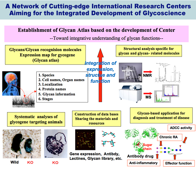 A Network of Cutting-edge International Research Centers Aiming for the Integrated Development of Glycoscience
