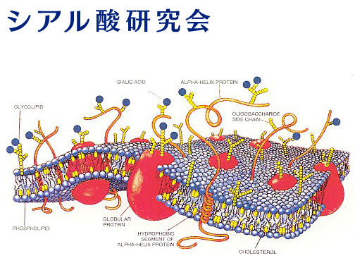 シアル酸研究会